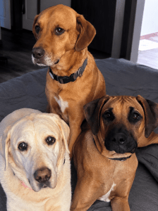 Three dogs together on a grey bed looking at the camera: a pale yellow Labrador, a red-coated Labrador-type dog, and a young tan dog with a dark muzzle.