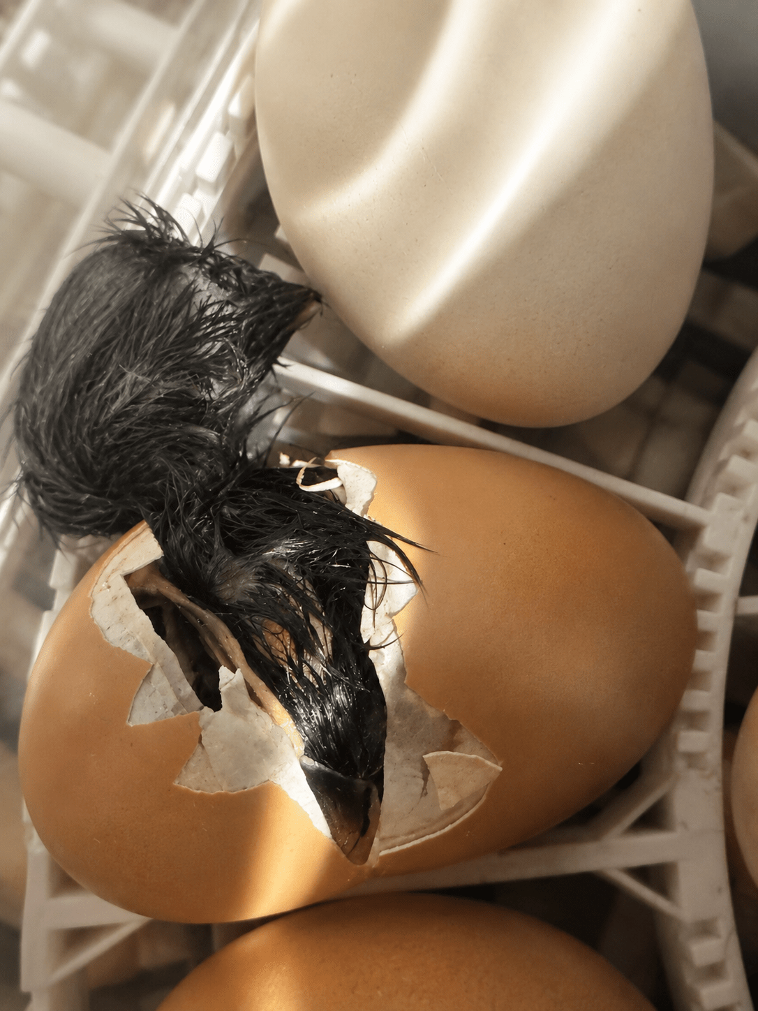 A wet, newly hatched black chick emerging from a cracked tan eggshell inside a white incubator tray, with another whole egg resting nearby.
